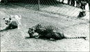 Cheetahs in Frankfurt Zoo (1968) - Vintage Photograph