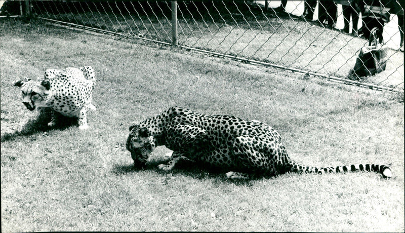 Cheetahs in Frankfurt Zoo (1968) - Vintage Photograph