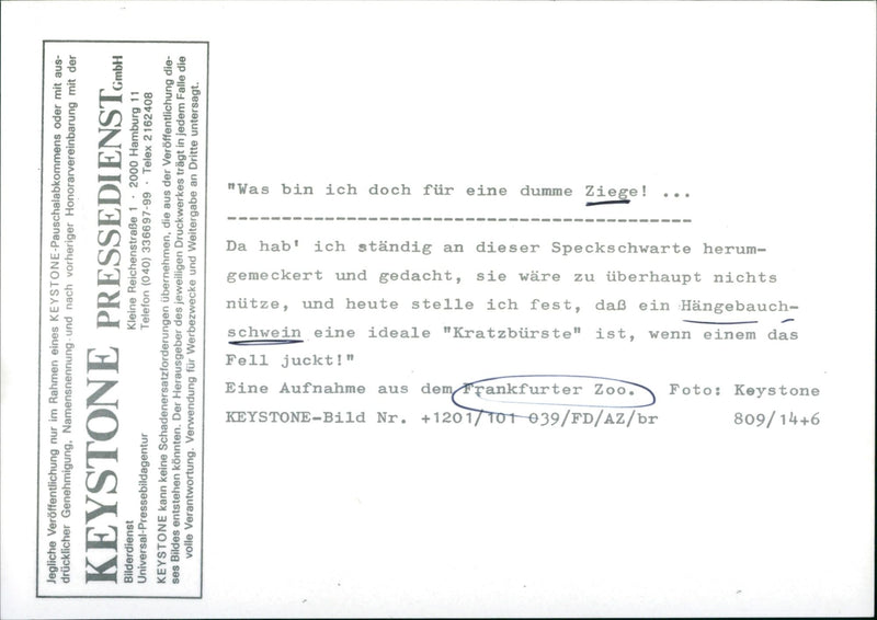 Goats and pot-bellied pigs at Frankfurt Zoo - Vintage Photograph