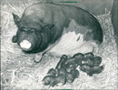 Pot-bellied pig with piglets - Vintage Photograph