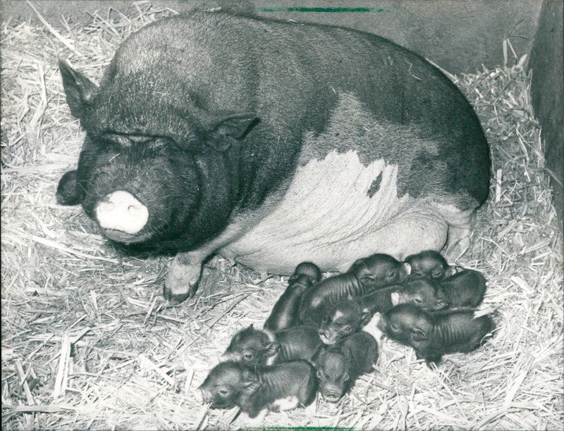 Pot-bellied pig with piglets - Vintage Photograph