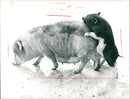Pot-bellied pigs in the Frankfurt Zoo - Vintage Photograph