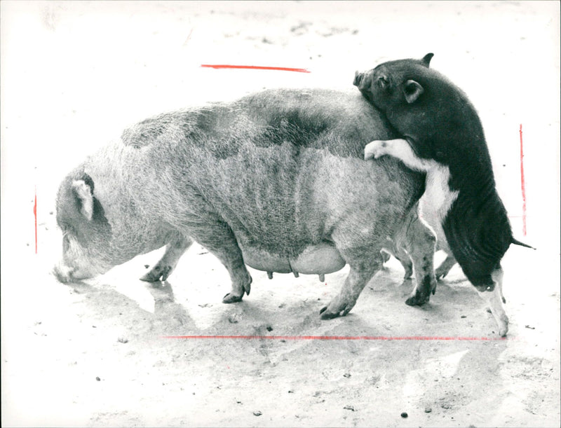 Pot-bellied pigs in the Frankfurt Zoo - Vintage Photograph