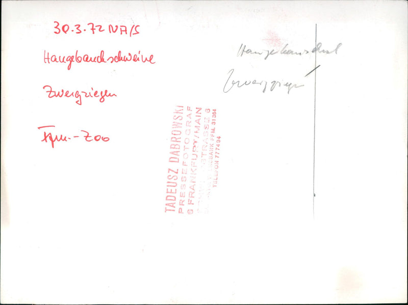 Pot-bellied pig and dwarf goats - Vintage Photograph