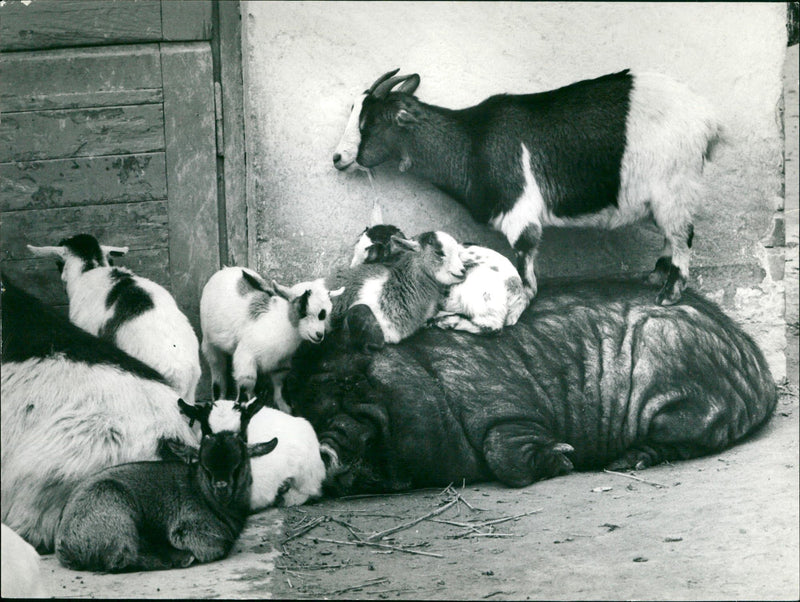 Pot-bellied pig and dwarf goats - Vintage Photograph