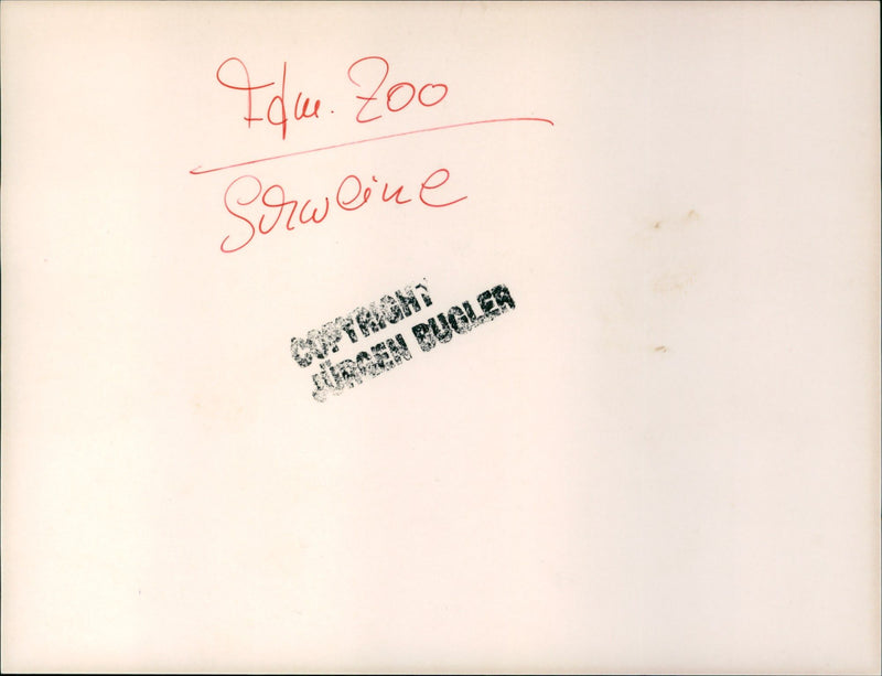 Piglet in the Frankfurtet Zoo - Vintage Photograph