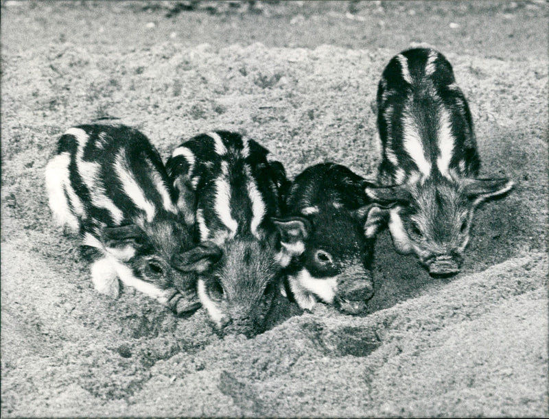 Piglet in the Frankfurtet Zoo - Vintage Photograph
