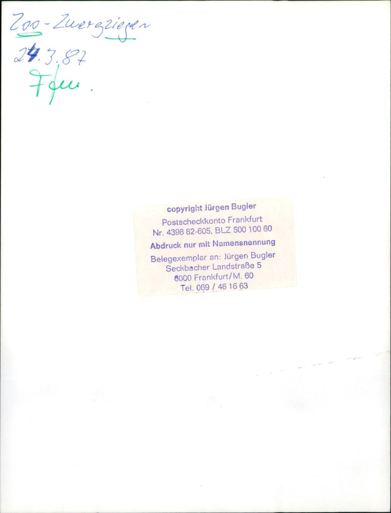 Pygmy goats in the Frankfurt Zoo - Vintage Photograph