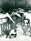 Pygmy goats in the Frankfurt Zoo - Vintage Photograph
