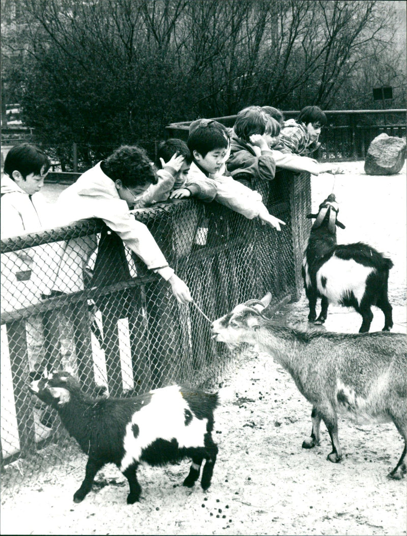 Pygmy goats in the Frankfurt Zoo - Vintage Photograph