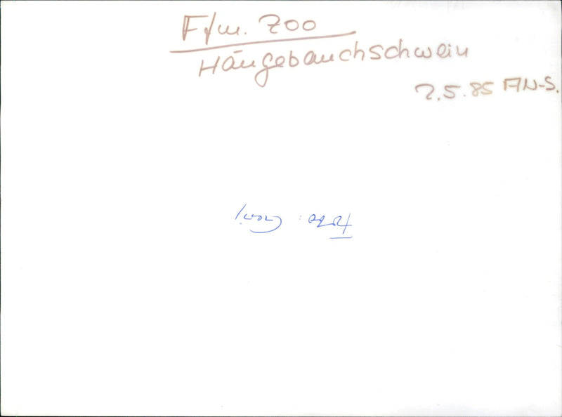 Pot-bellied pigs in the Frankfurt Zoo - Vintage Photograph