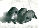 Pot-bellied pigs in the Frankfurt Zoo - Vintage Photograph