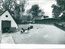 Goats and pigs in the Frankfurt Zoo - Vintage Photograph