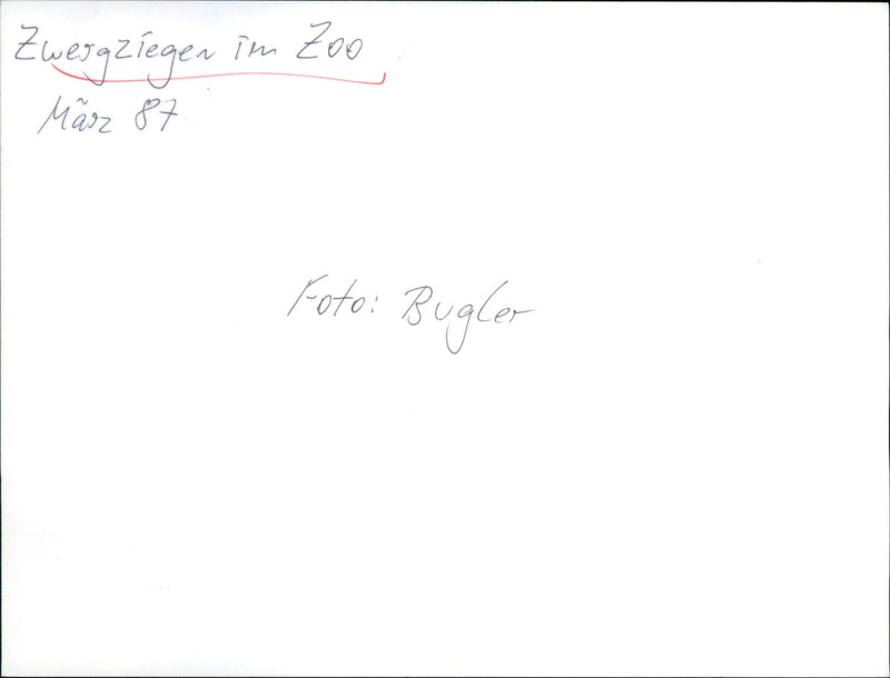 Little goats in the Frankfurt Zoo - Vintage Photograph