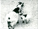 Little goats in the Frankfurt Zoo - Vintage Photograph