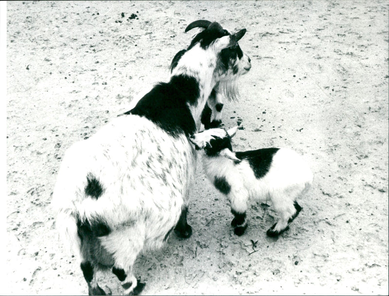 Little goats in the Frankfurt Zoo - Vintage Photograph