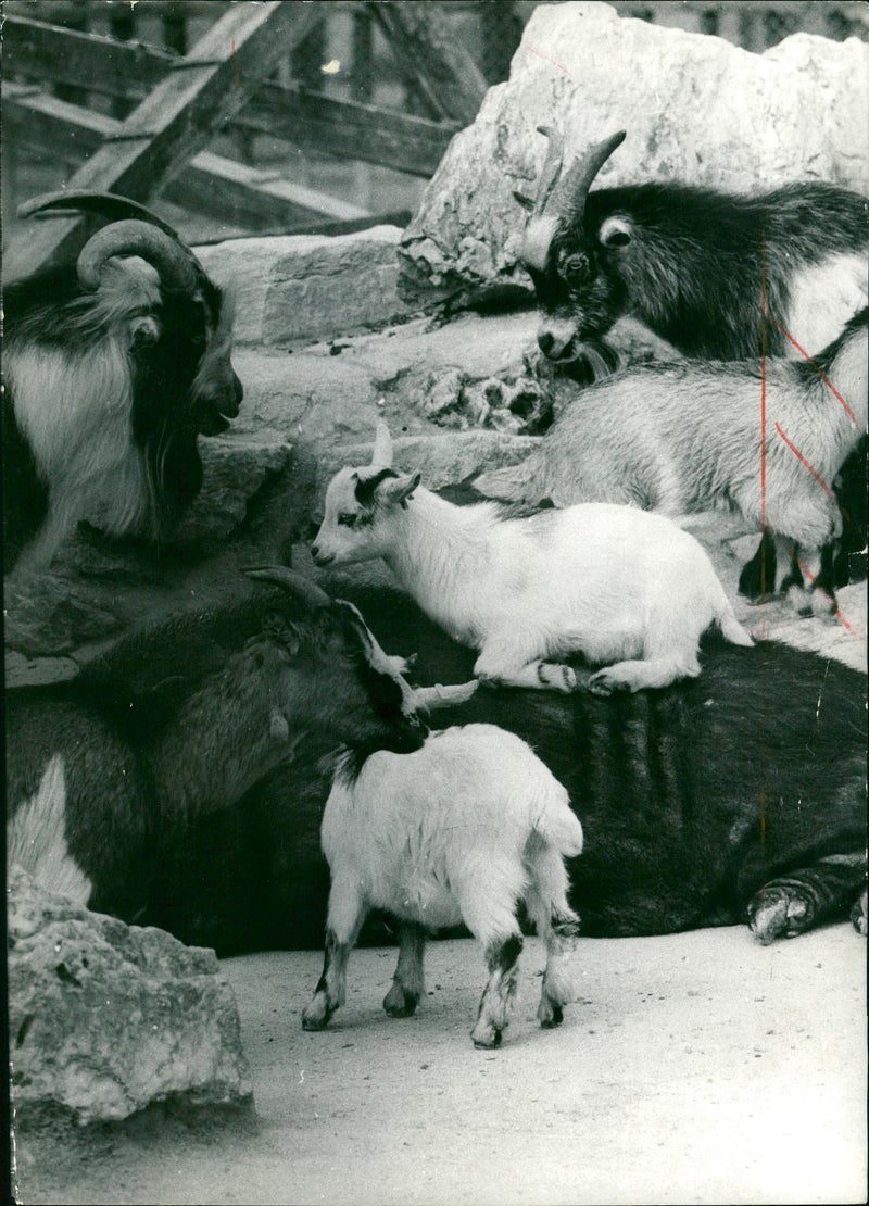 Goats in the zoo - Vintage Photograph