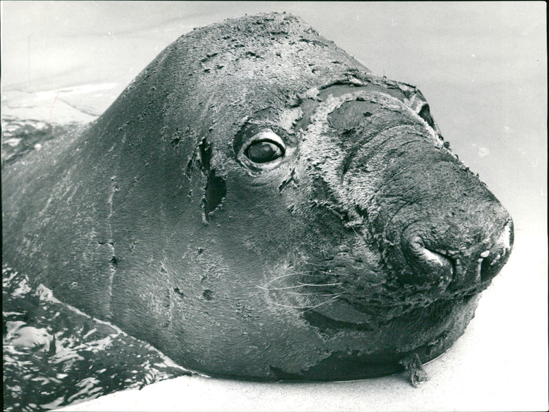 LAKE WALOO LAKE ELEPHANT KING MATS PRESPHOTOGRAPHER RANKF - Vintage Photograph