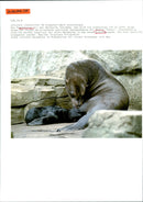 FRANKFURTERZOO HAS RECEIVED OFFSPRING PICTURE THURSDAY SHOWS - Vintage Photograph