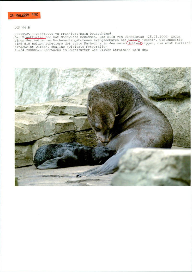 FRANKFURTERZOO HAS RECEIVED OFFSPRING PICTURE THURSDAY SHOWS - Vintage Photograph