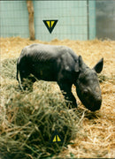 Frankfurt Zoo - Vintage Photograph
