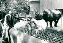 Frankfurt Zoo - Vintage Photograph