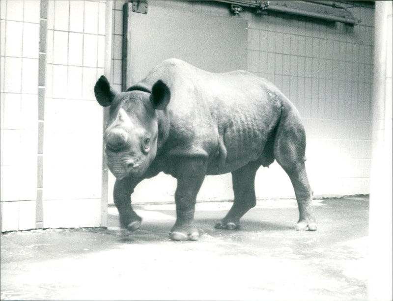 Frankfurt Zoo - Vintage Photograph