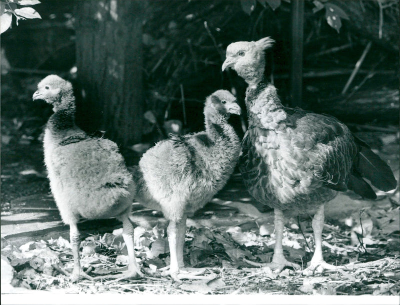 1992 TIENE BIRD CHICKENS FIM TEL PGA KTO LAUGH GOS SOLONG - Vintage Photograph