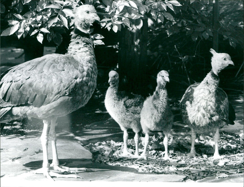 1992 TIENE BIRD CHICKENS FFM TEL PGA KTO SCI COLLAR ISRAELAS - Vintage Photograph