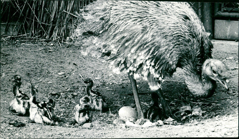 ANIMAL DARWIN OSTRAUE PRESS PICTURE RELEASE ALLOWE - Vintage Photograph