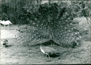 Peacocks from Frankfurt Zoo - Vintage Photograph