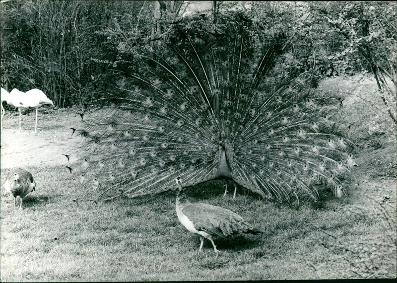 Peacocks from Frankfurt Zoo - Vintage Photograph