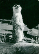 DMANNCHEN YOU CAN USE CREATE OSSIBLE EARTHMEN FRANKFURT ZOO - Vintage Photograph