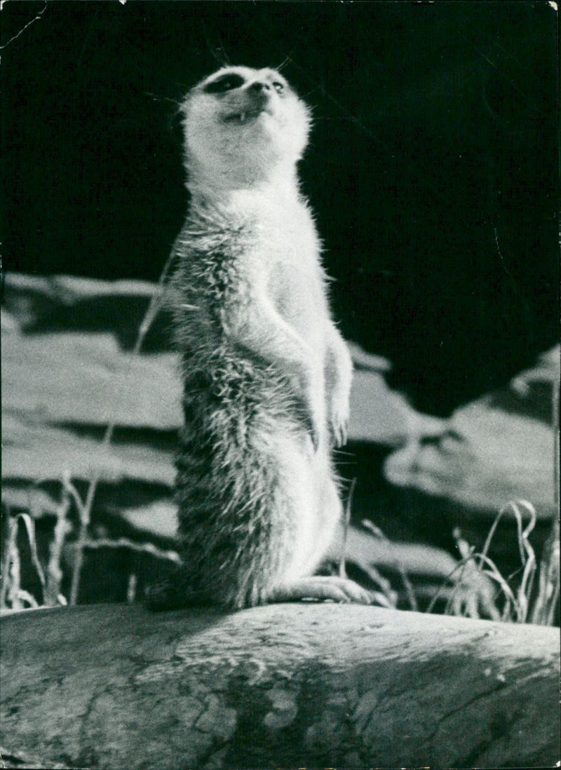 DMANNCHEN YOU CAN USE CREATE OSSIBLE EARTHMEN FRANKFURT ZOO - Vintage Photograph