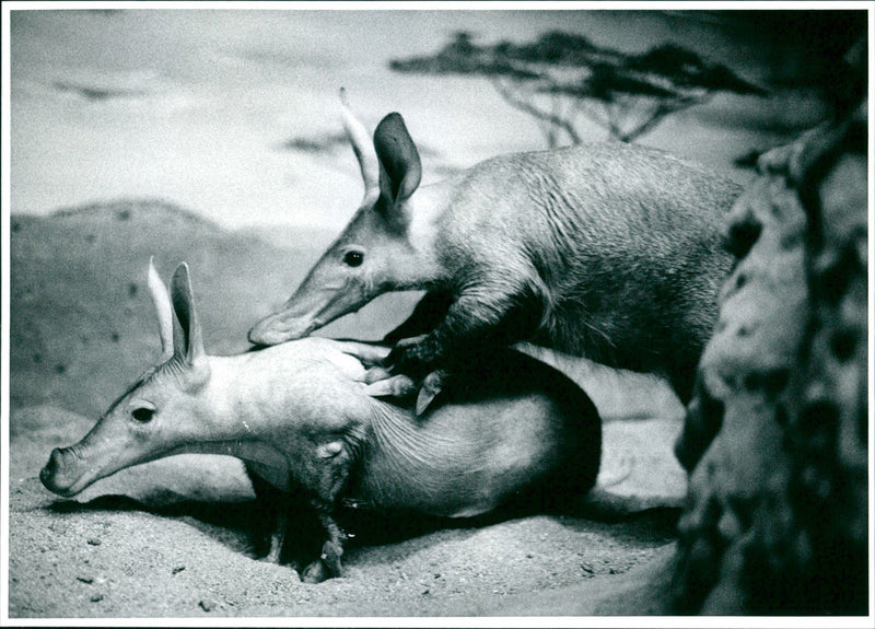 1997 ANIMALS ERDJESHEL POSTBANK FIM FFM ZOO - Vintage Photograph