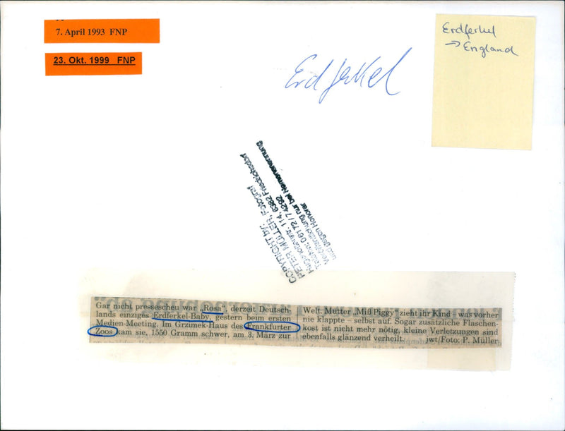 Aardvark of the Frankfurt Zoo - Vintage Photograph