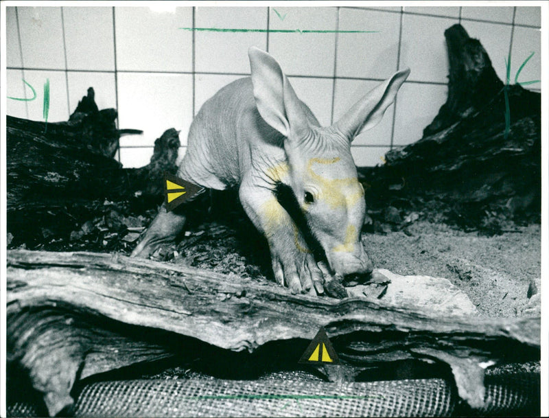 Aardvark of the Frankfurt Zoo - Vintage Photograph