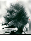 1987 TACHLER ZOO TREE STUCHLER PNES GEB WAPYRIGHT TEL GROSSE - Vintage Photograph