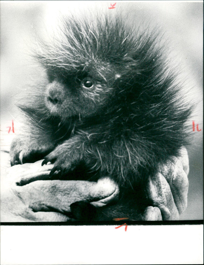 1987 TACHLER ZOO TREE STUCHLER PNES GEB WAPYRIGHT TEL GROSSE - Vintage Photograph