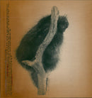 TACHLER LONG NEER PIG LIKE MAGPIES ARE NOCTURNAL - Vintage Photograph