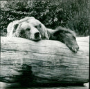 Zoo animals: bear - Vintage Photograph