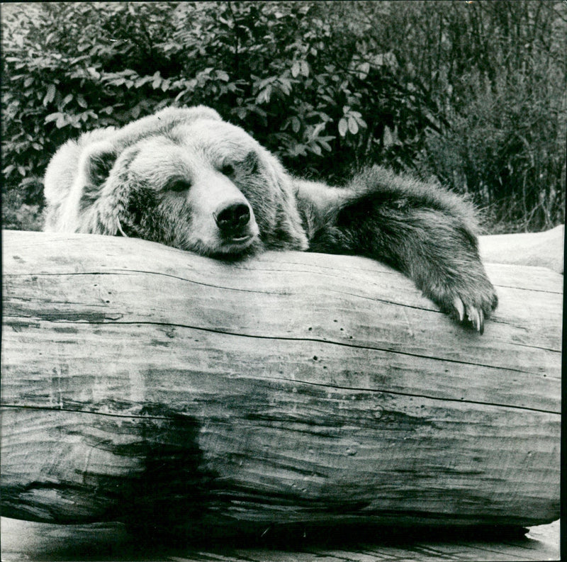 Zoo animals: bear - Vintage Photograph