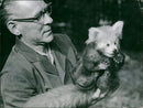 Zoo animals: red panda - Vintage Photograph