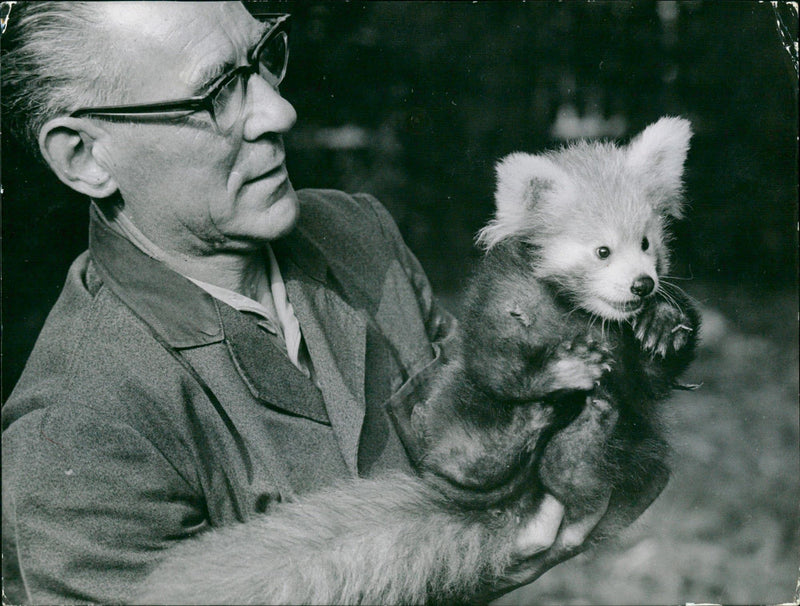 Zoo animals: red panda - Vintage Photograph