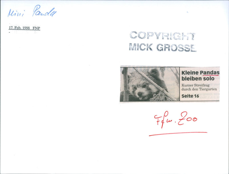 Zoo animals: red panda - Vintage Photograph