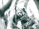 Zoo animals: red panda - Vintage Photograph