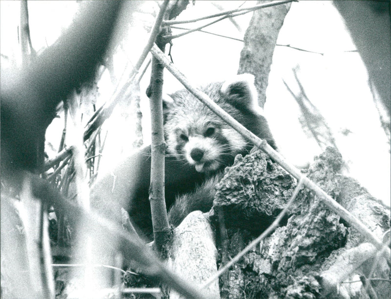 Zoo animals: red panda - Vintage Photograph