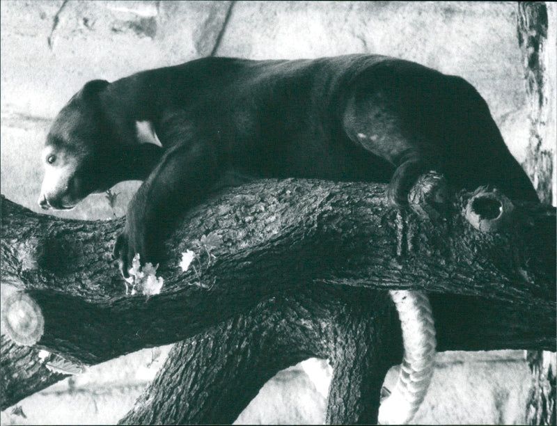 Sun bear - Vintage Photograph