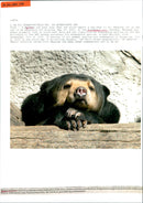 Sun bear - Vintage Photograph