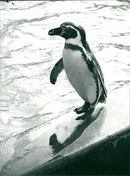 penguin - Vintage Photograph